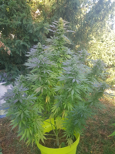 Growreport Bild 19