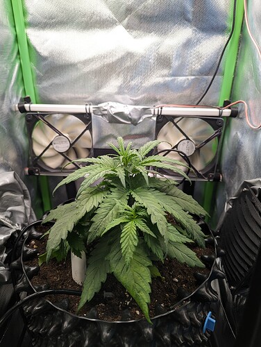 Growreport Bild 4
