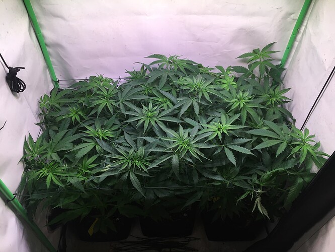 Growreport Bild 1