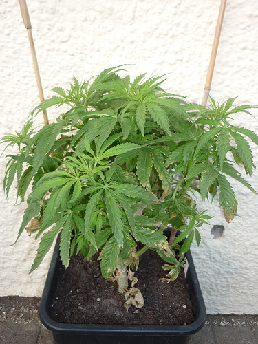 Growreport Bild 6