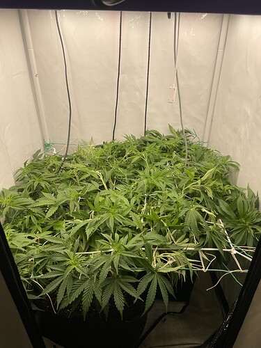 Growreport Bild 2