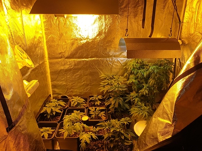 Growreport Bild 16