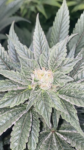 Growreport Bild 11