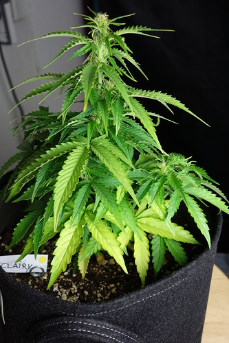 Growreport Bild 56