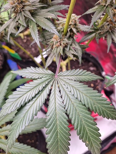 Growreport Bild 3