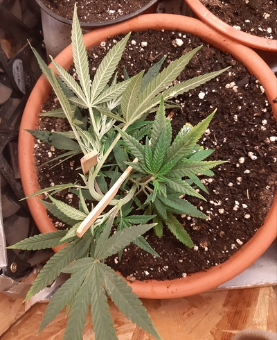 Growreport Bild 2