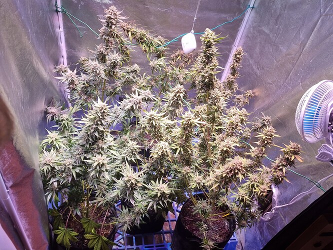 Growreport Bild 6