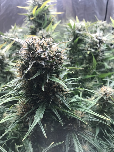 Growreport Bild 7