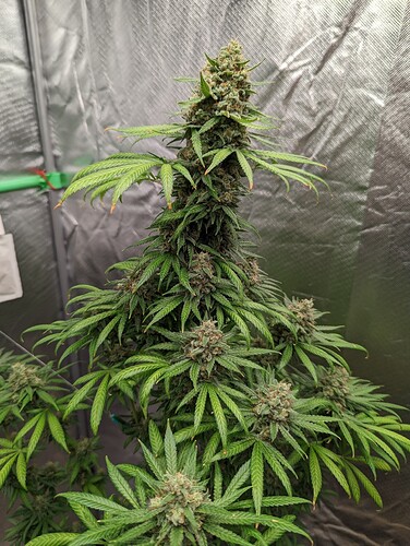 Growreport Bild 4