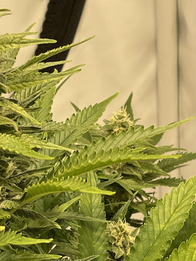 Turbo (CO2- super Lemon haze)- ein kurzer Report