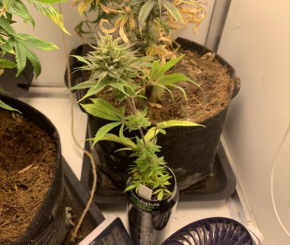 Growreport Bild 5