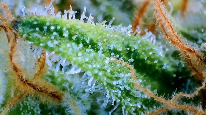 Growreport Bild 3