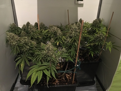 Growreport Bild 1