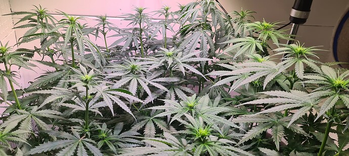 Growreport Bild 3