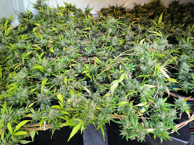 Growreport Bild 6