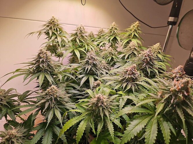 Growreport Bild 2