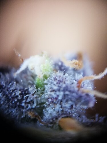 GG#3_240112-6