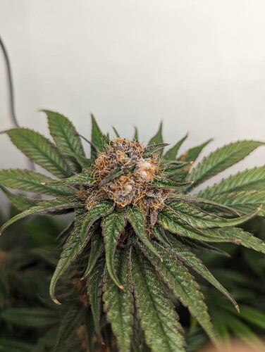 Growreport Bild 25