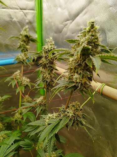 Growreport Bild 3