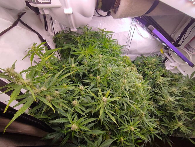 Growreport Bild 56