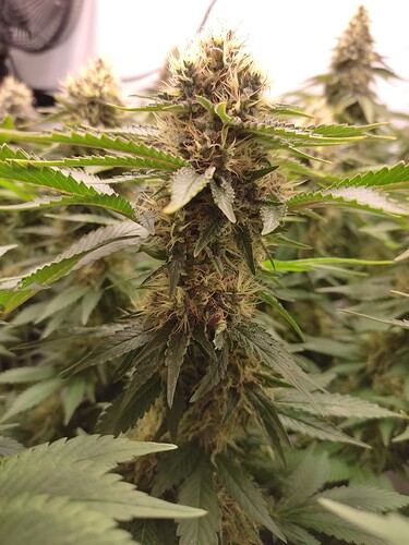 Growreport Bild 18