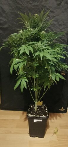 Growreport Bild 50