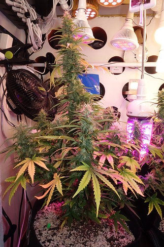 Growreport Bild 5