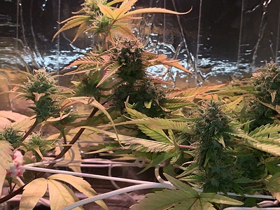 Growreport Bild 2
