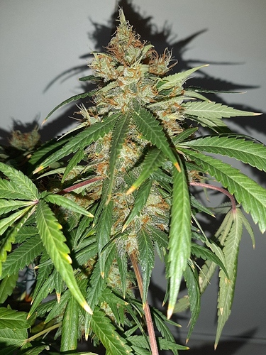 Growreport Bild 6