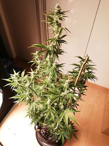 GG#3_231213-2