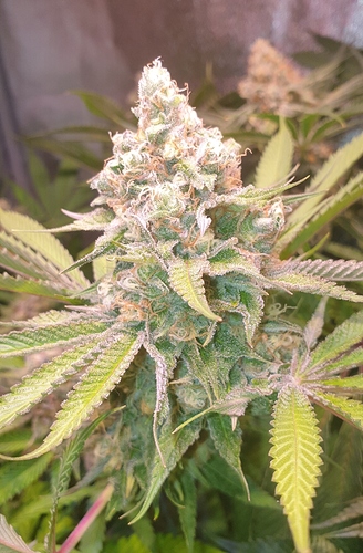 Growreport Bild 4