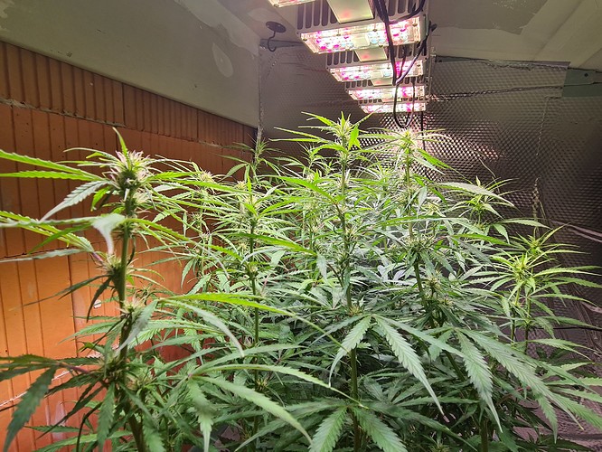 Growreport Bild 8