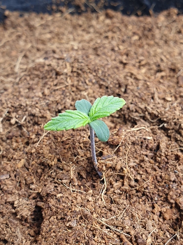 Growreport Bild 7