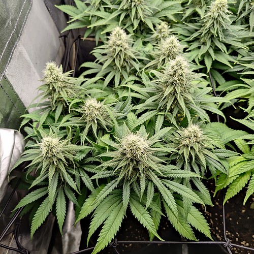 Growreport Bild 3