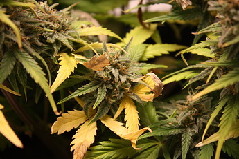 Growreport Bild 17