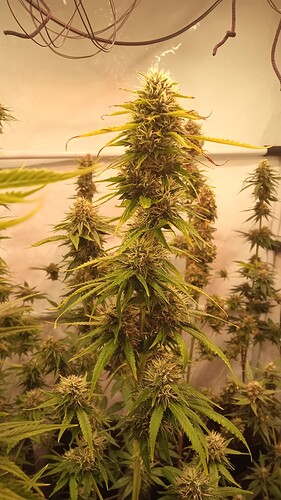 Growreport Bild 17