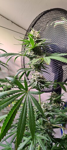 Growreport Bild 2