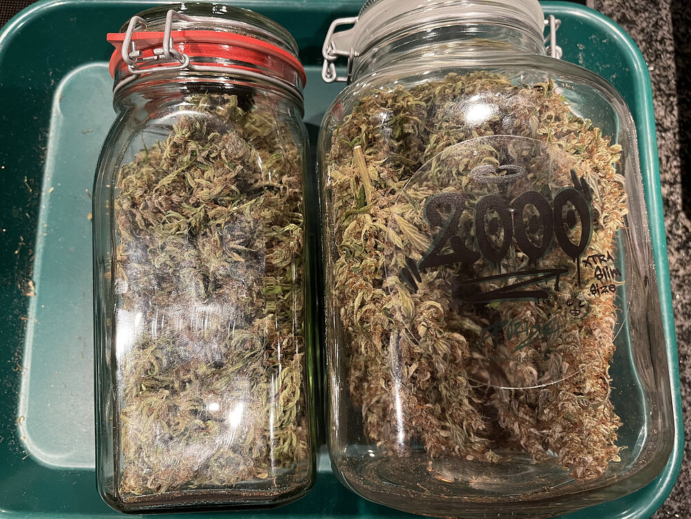 Mixed Fems Scrog (Bluespoon OG, Herz OG, Critical Kush, Bruce Banner)