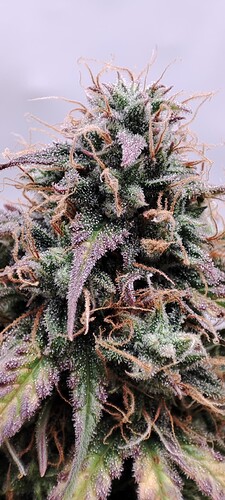 IMG_20221219_180612