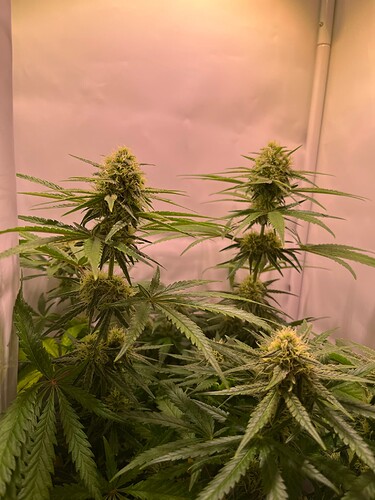 Growreport Bild 30