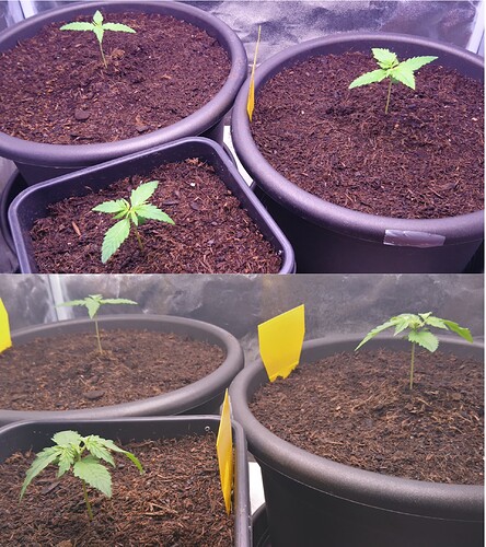 Growreport Bild 2