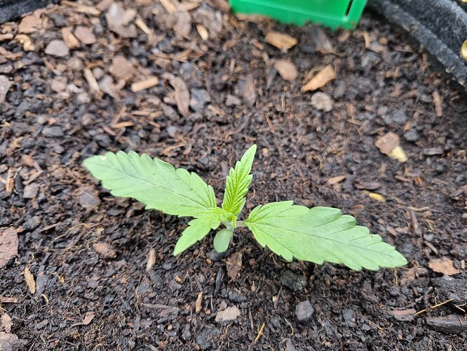 Growreport Bild 41