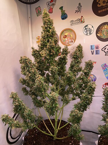 Growreport Bild 1
