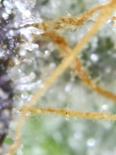 Growreport Bild 5