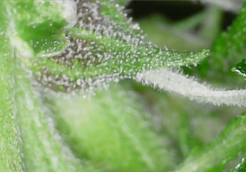 Growreport Bild 23