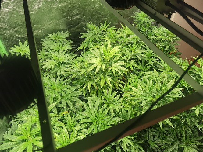 Growreport Bild 2