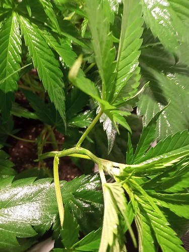 Growreport Bild 1