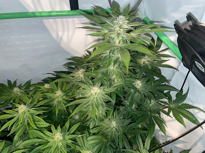 Growreport Bild 4
