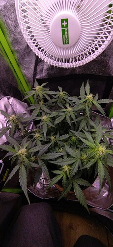 Growreport Bild 73