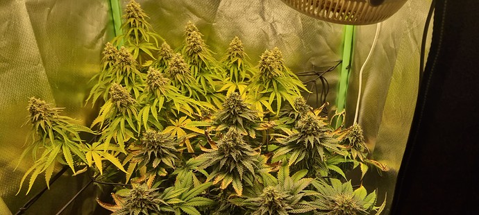 Growreport Bild 15